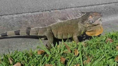 Во Флориде полиция «задержала» игуану за нарушение общественного порядка