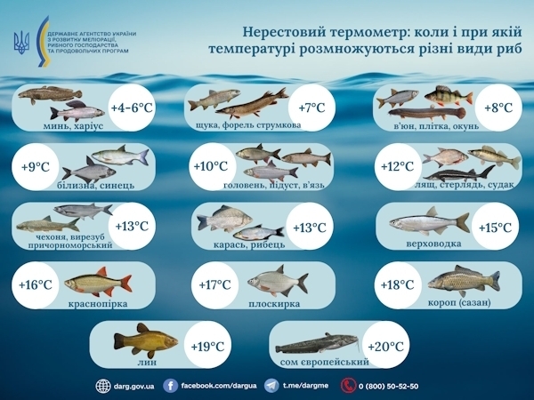 Роспотребнадзор мог бы оштрафовать Алексея Волоцкова за мероприятие на воде