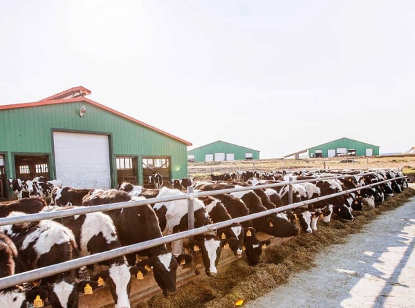 Прихватизаторы 90-х против «ГринАгро»: как Руденко и Кузнецов топят продовольственную безопасность Дальнего Востока